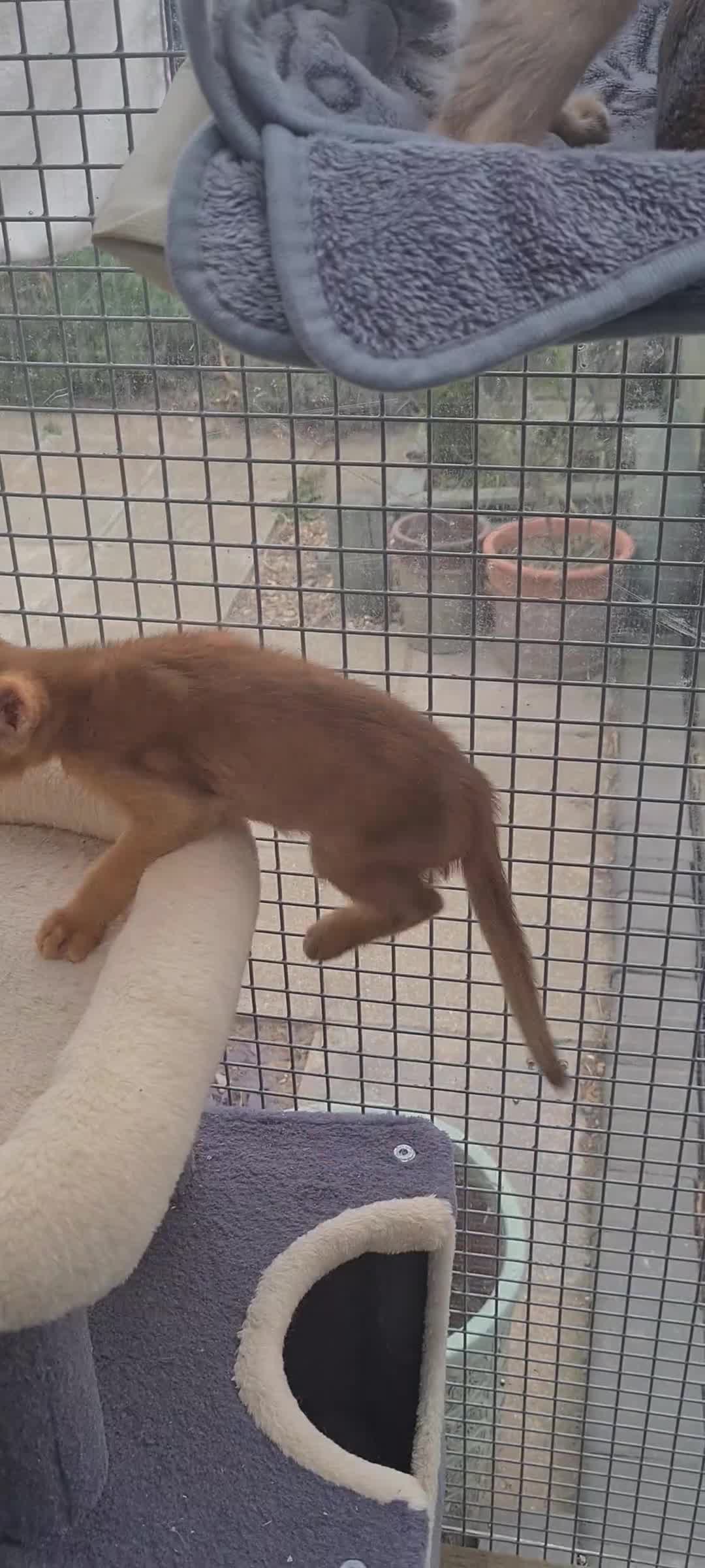 Abyssinian cats for sale: Beautiful pedigree tica abyssinian kittens - Video 1