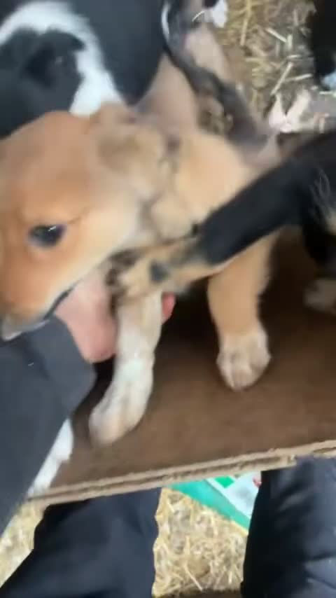 Mixed Breed dogs for sale: Collie pups  in Oswestry - Video 1