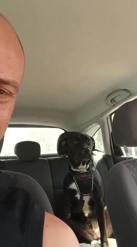 Mixed Breed dogs for adoption: Save SCOBY from more heartache - Video 2