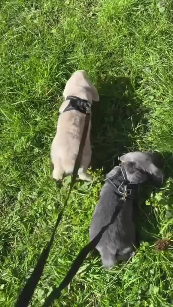 Mini Lop rabbits for sale: 2 male mini lops for sale in Birmingham - Video 2