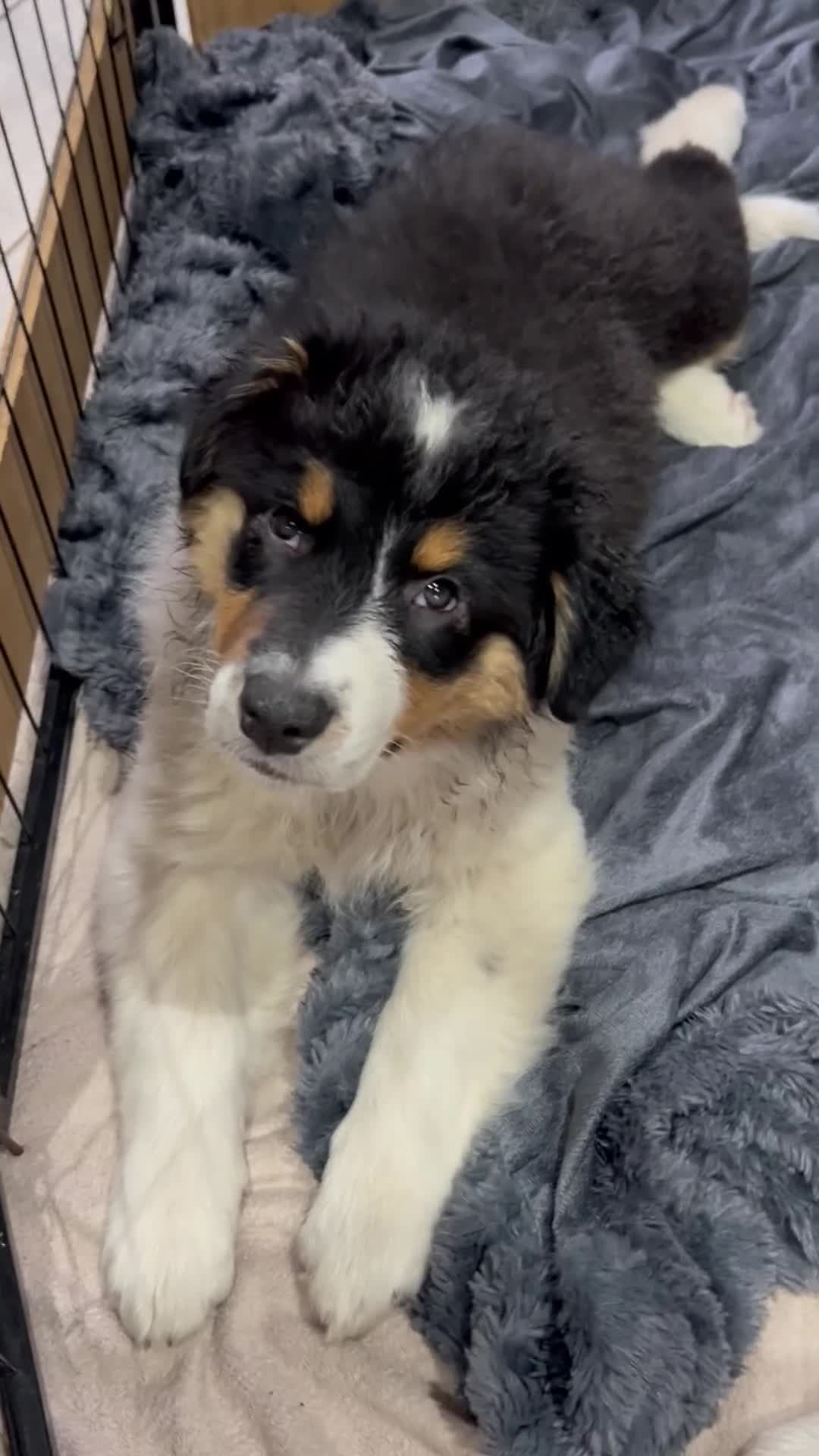 Australian Shepherd dogs for sale: Australian shepherd puppies - Video 1