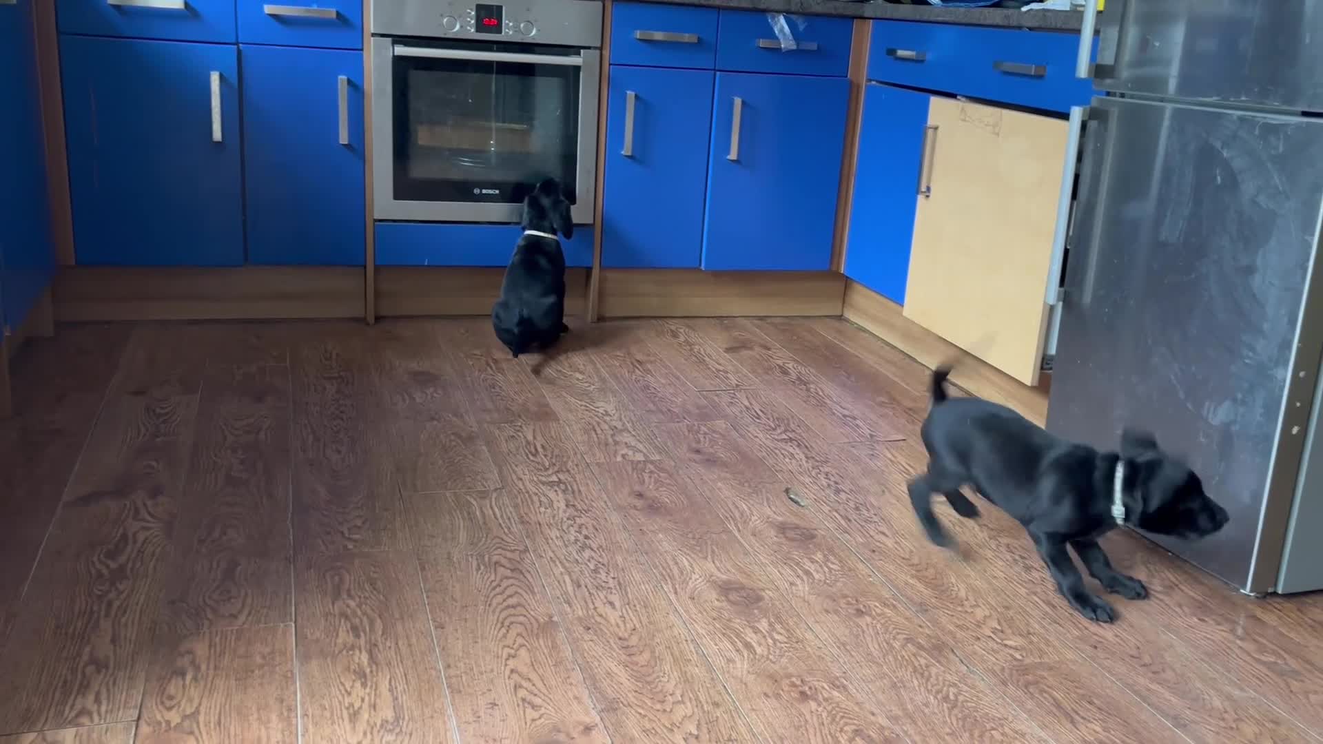 Labrador Retriever dogs for sale: Fully Health Tested Outstanding KC Reg Puppies - Video 3