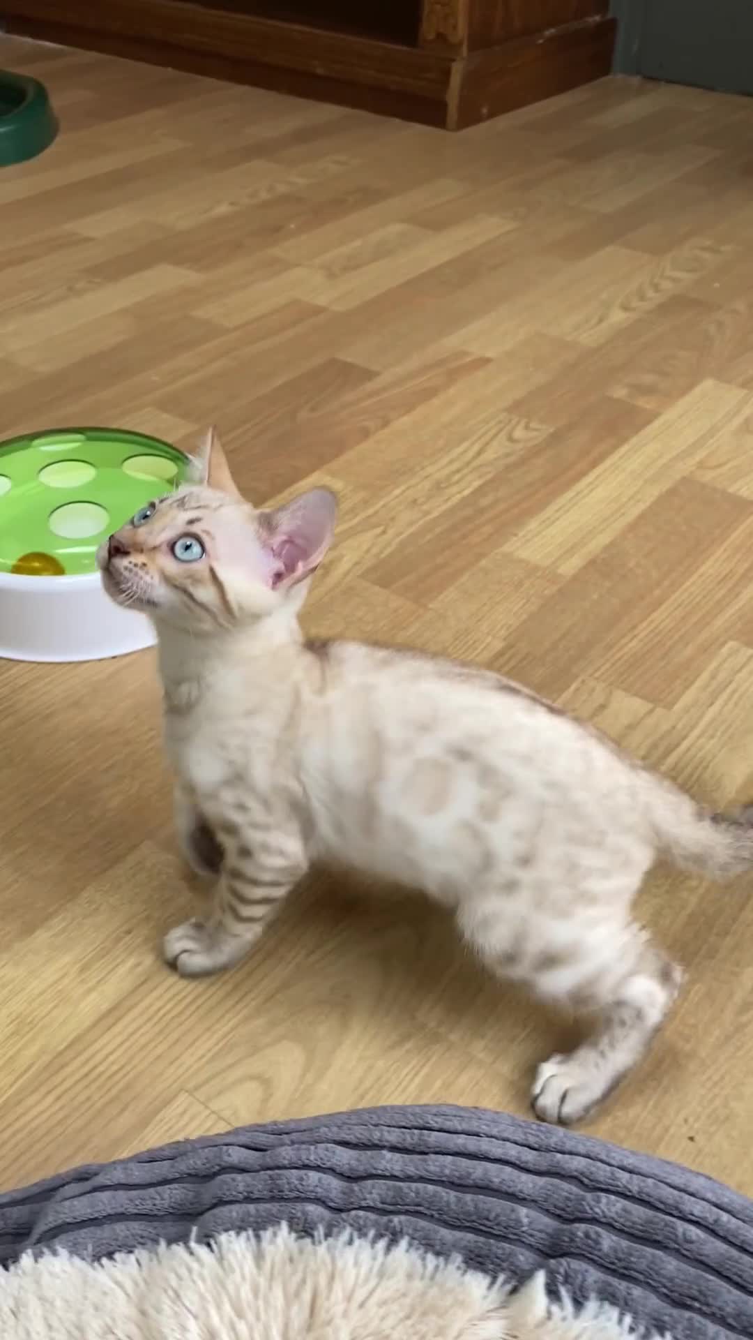 Bengal cats for sale: Snow spotted (rosetted) male Bengal  - Video 2