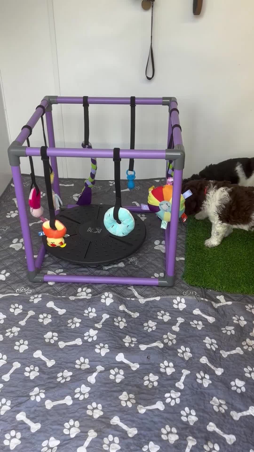 Bernedoodle dogs for sale: F1b St Berdoodle pups 1 boy left  - Video 1