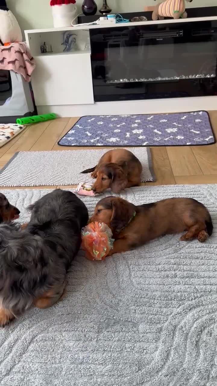 Dachshund dogs for sale: KC Registered Quality Mini Dachshunds long hair  - Video 4