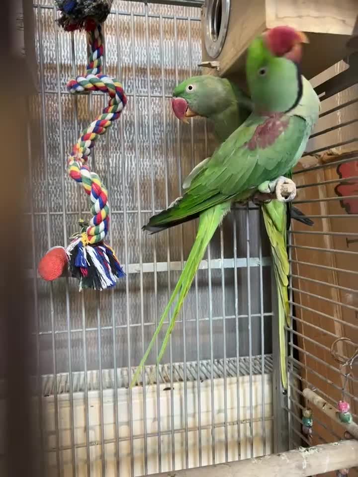 Parakeets birds for sale: large genuine proven pair Alexanderine  in Bradford - Video 1