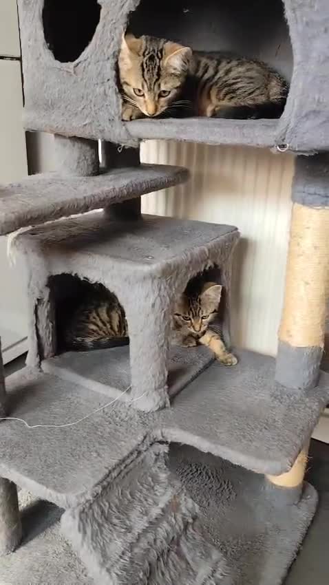 Mixed Breed cats for sale: Beautiful kittens ready for new home - Video 2