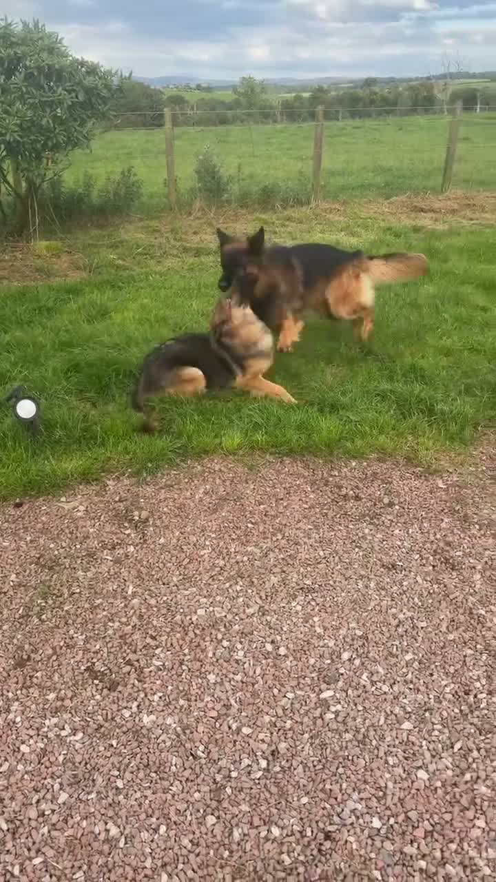 German Shepherd dogs for sale: GLENCONNER GERMAN SHEPHERDS  - Video 1