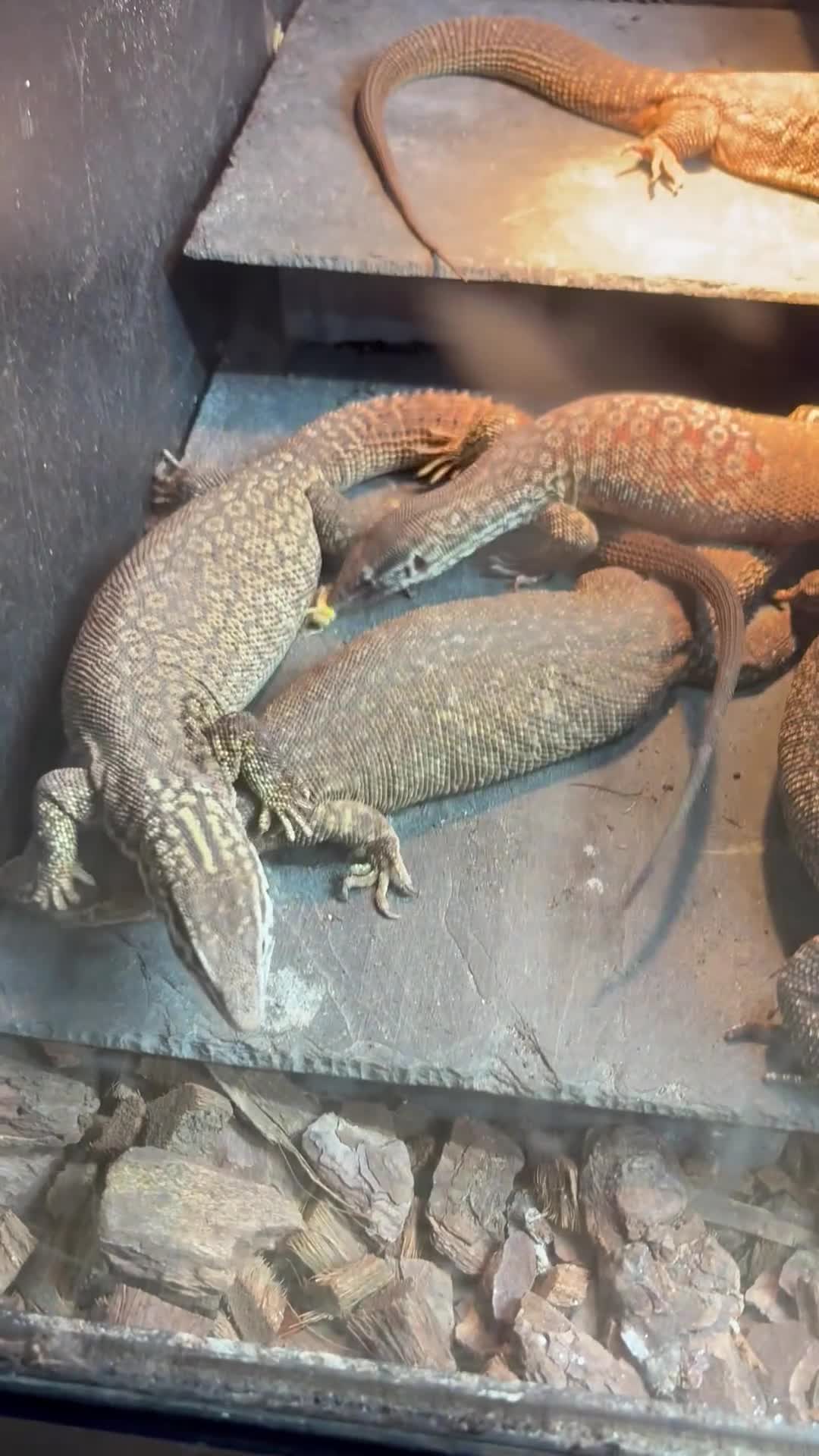 Monitor reptiles for sale: Breeding group of Ackie monitors 1.4 - Video 2