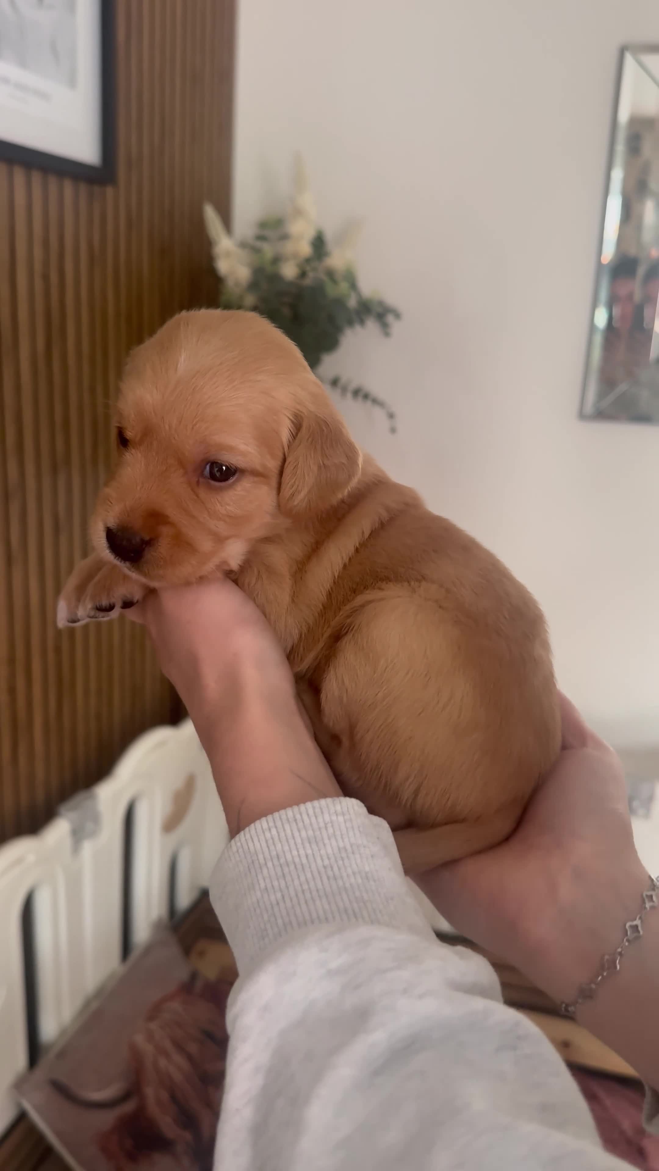 Double Doodle dogs for sale: READY NOW 🐾 !!LAST GIRL AVAILABLE!!! 🐾 - Video 2