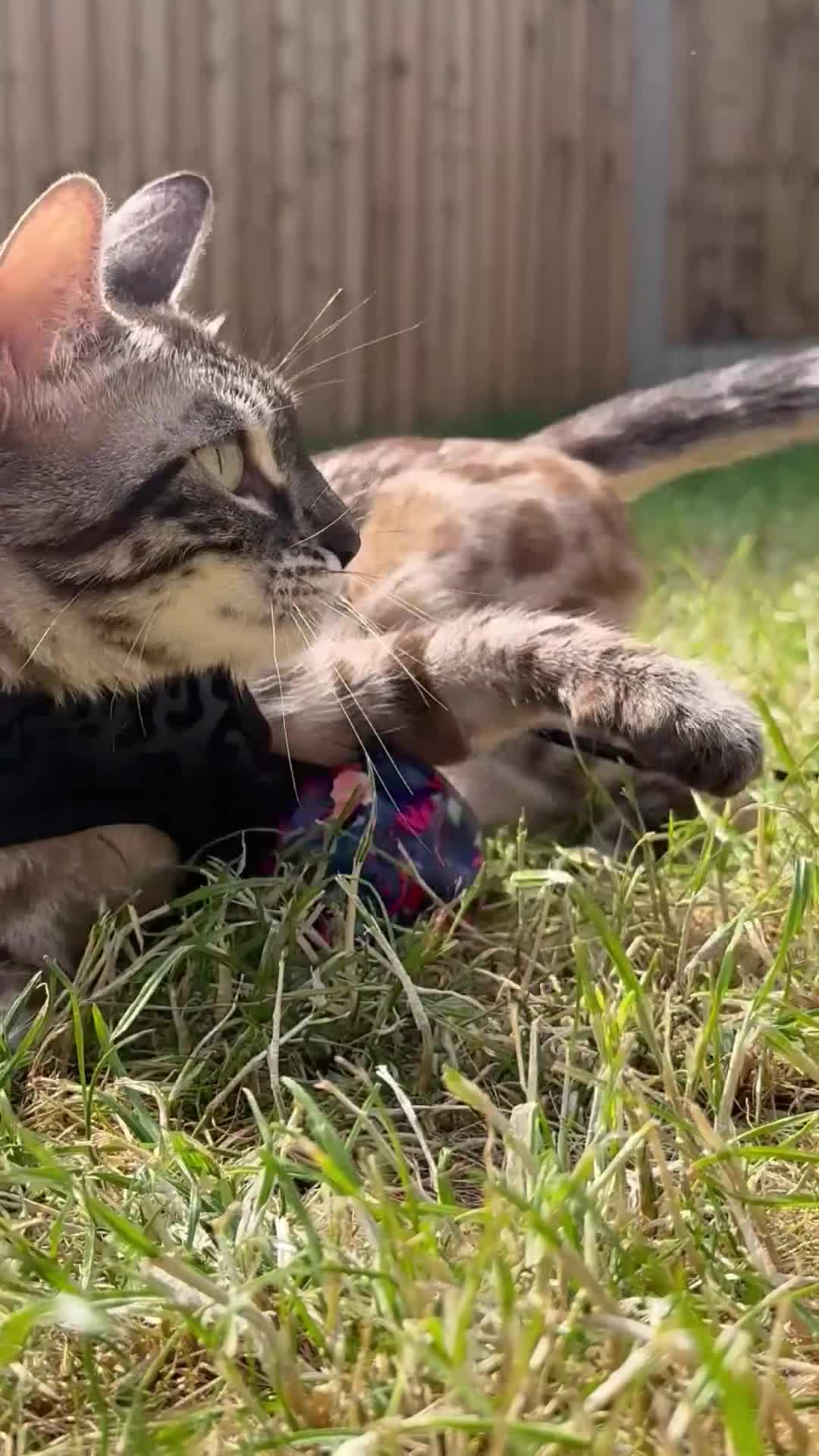 Bengal cats for sale: Bengal Queen ✨ - Video 1