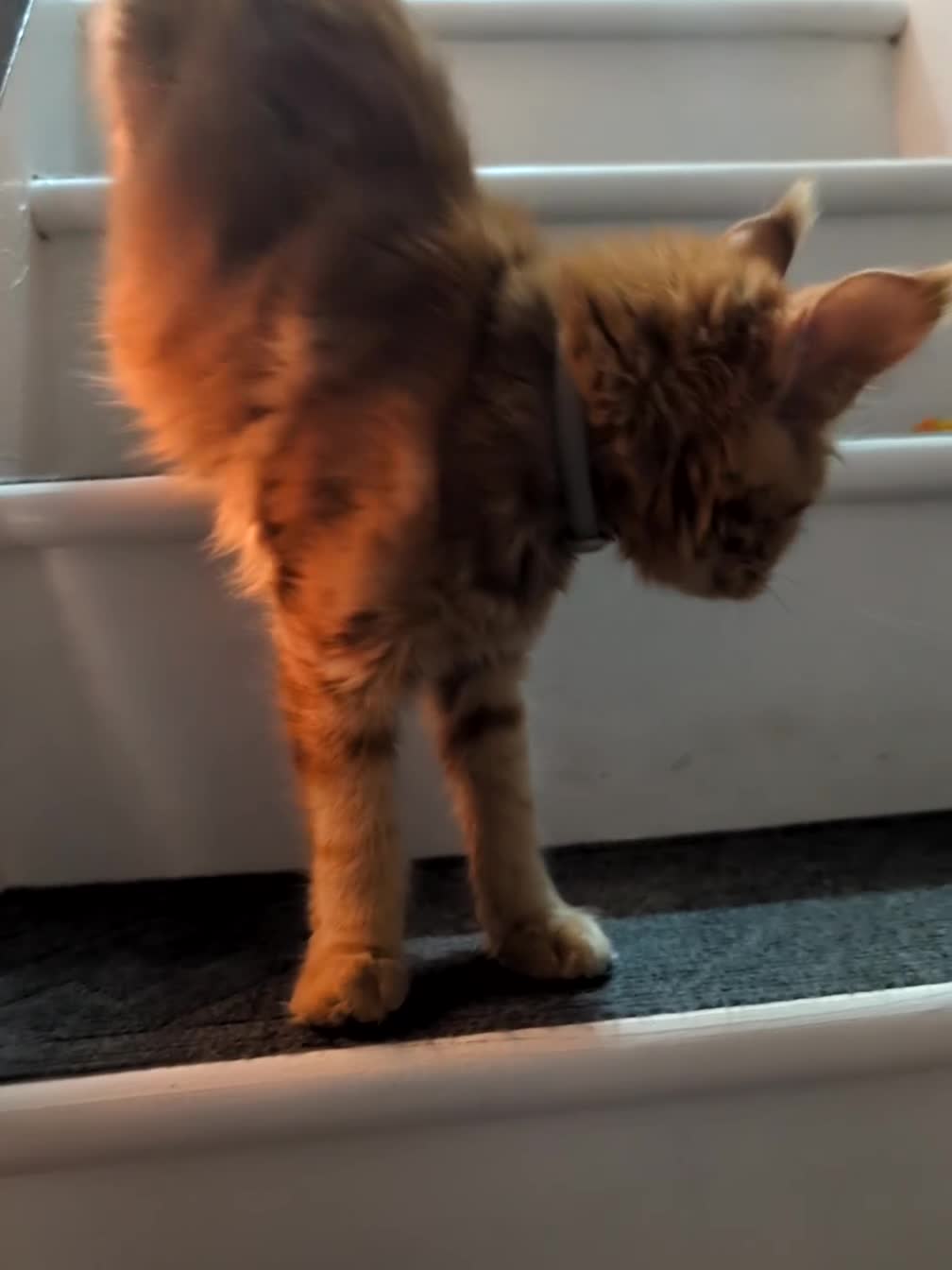 Maine Coon cats for sale: Mainecoon - Video 3