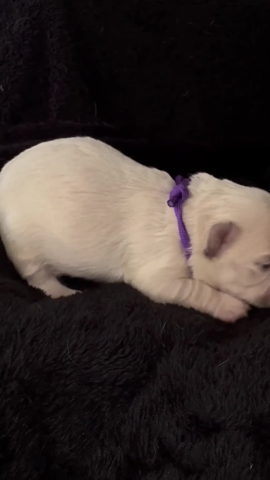 French Bulldog dogs for sale: Fluffy Frenchies Pedigree DWKC Papers  - Video 2