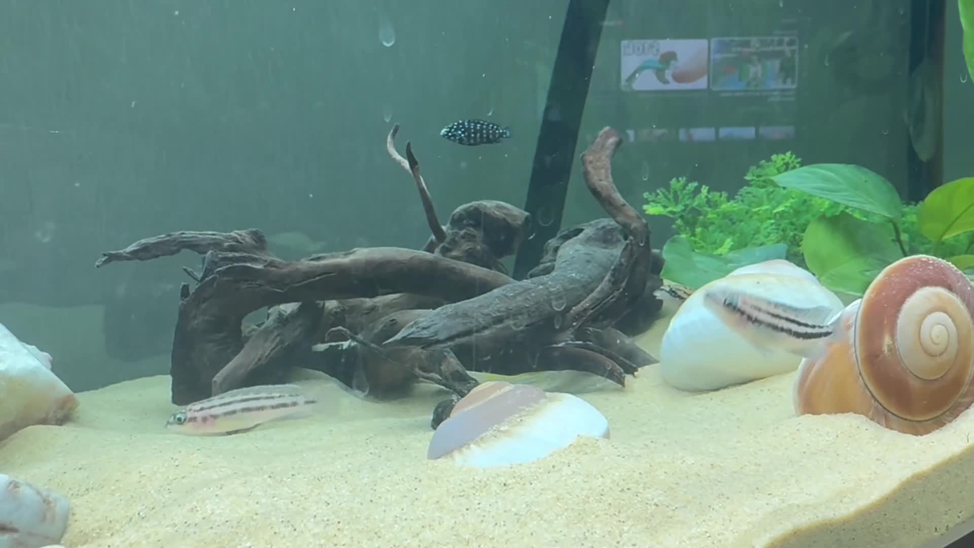 Cichlids fish for sale: Duboisi Tropheus Cichlids - from Lake Tanganyika  - Video 1