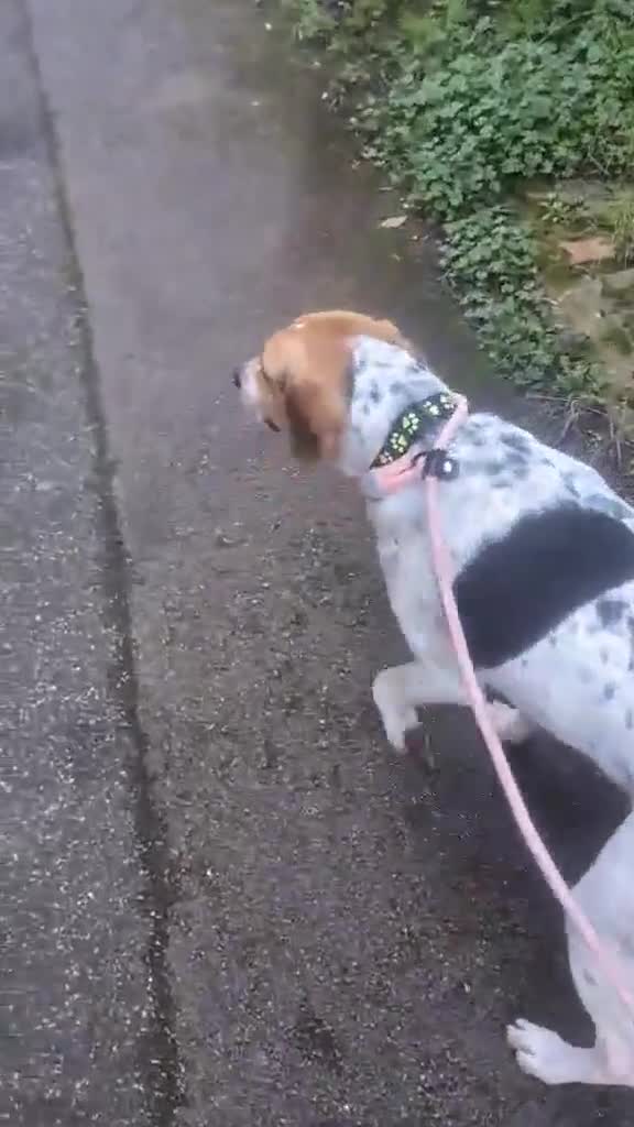 Mixed Breed dogs for adoption: Winston needs his forever home in Rayleigh - Video 1