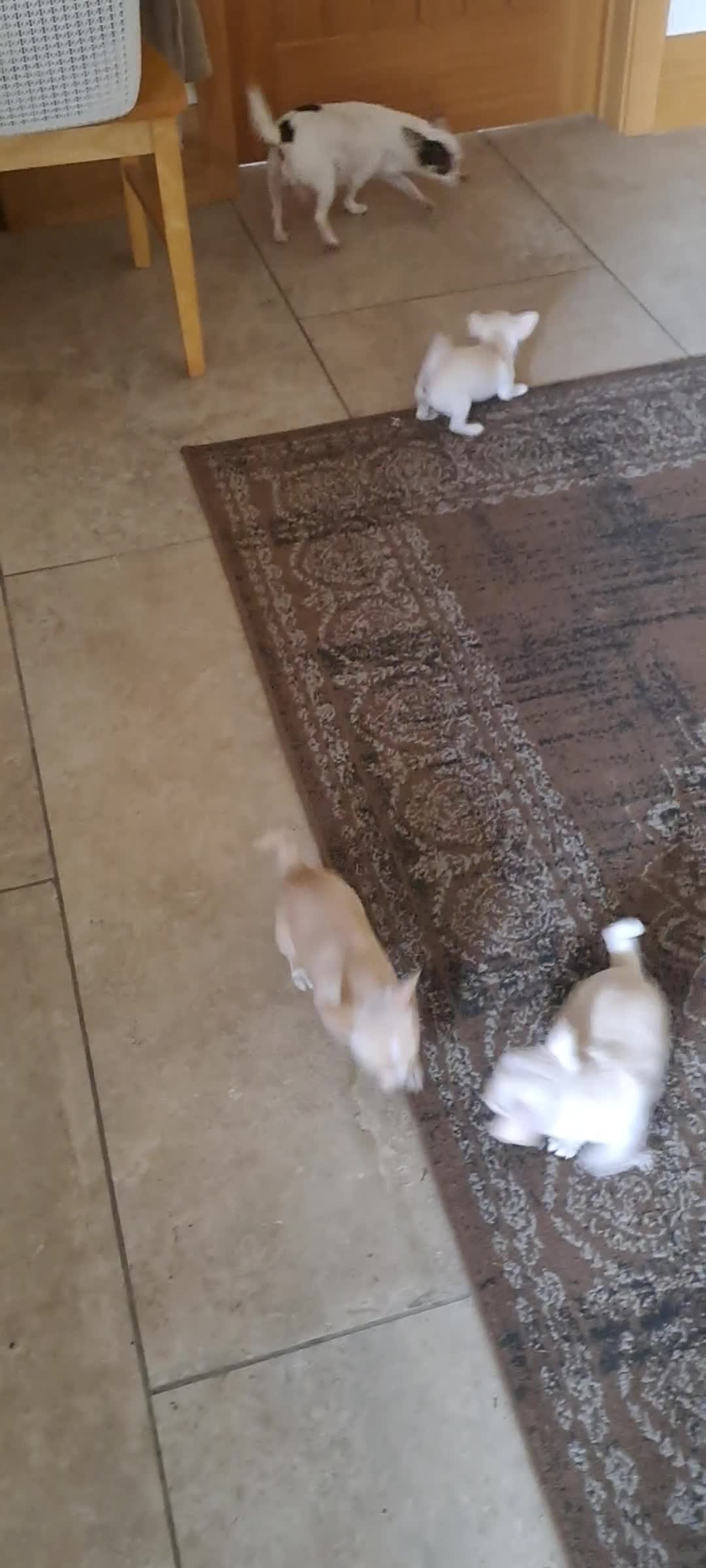 Chihuahua dogs for sale: 4 beautiful Chihuahua pups - Video 2
