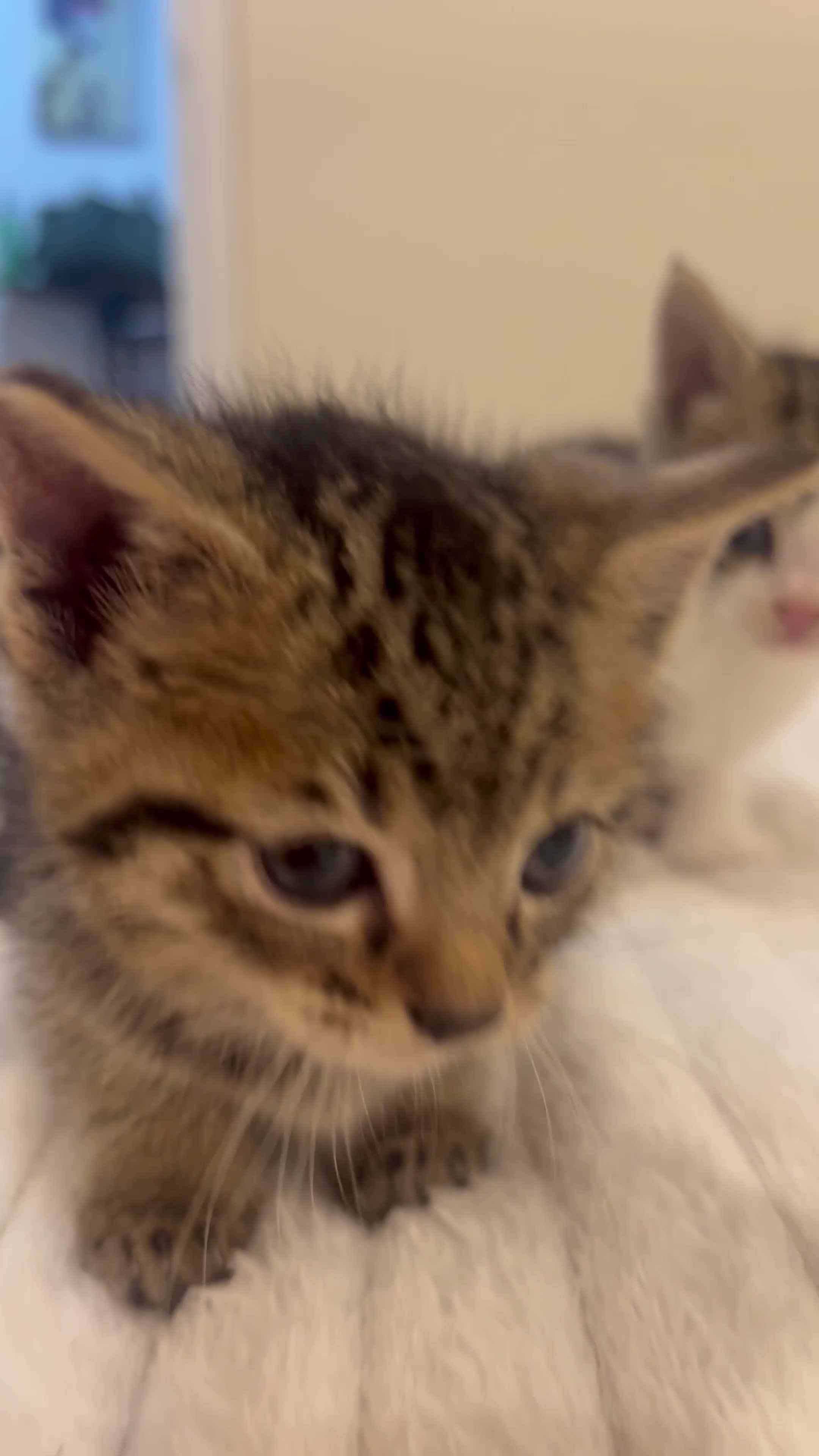 Mixed Breed cats for sale: Six adorable mixed silver striped bengal kittens  - Video 1
