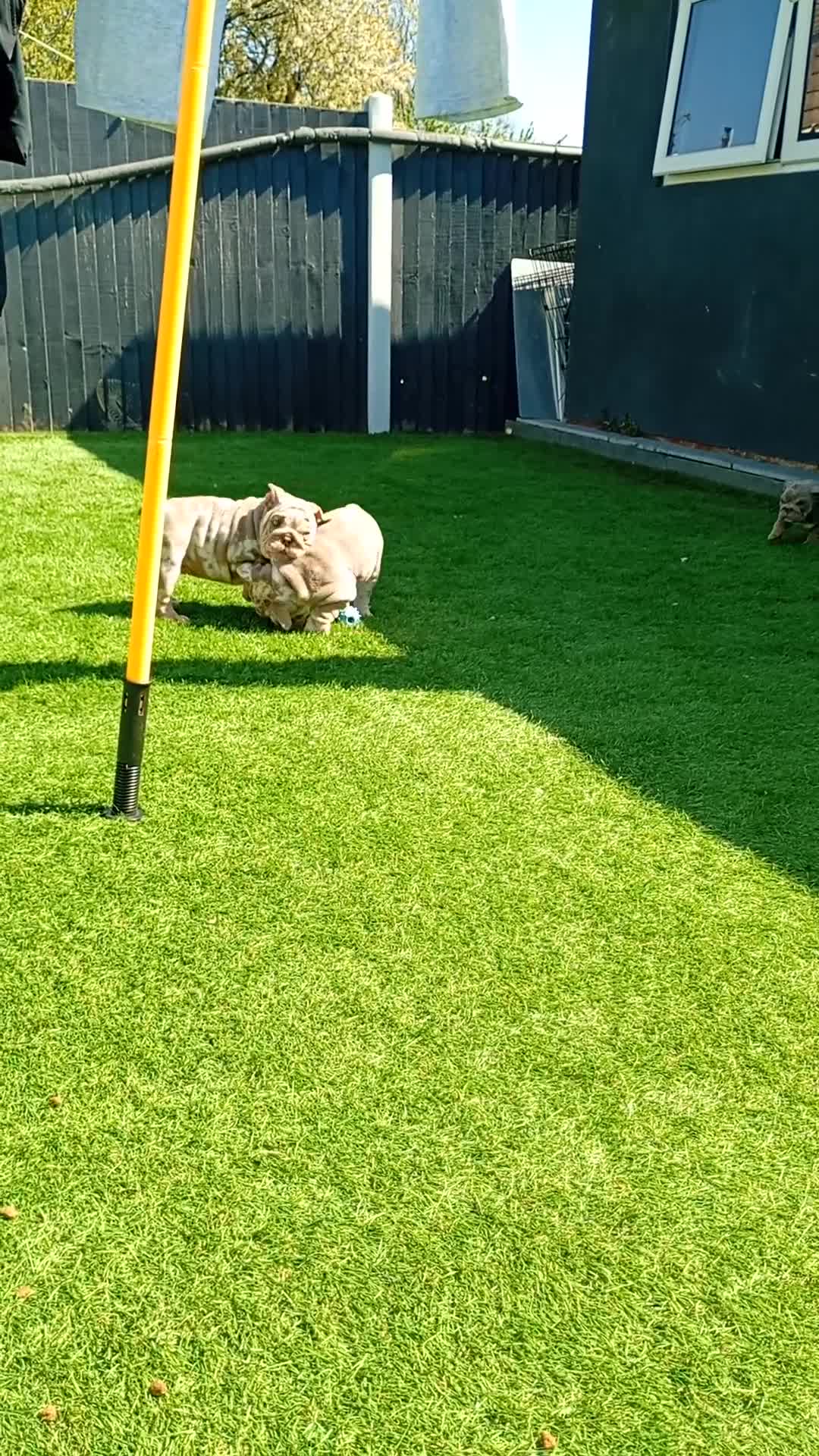 English Bulldog dogs for sale: 8 Stunning bulldog puppies, 4 males,4 females - Video 1