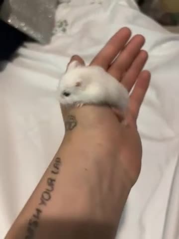 Hamster rodents for sale: 4 roborovski hamsters - Video 2