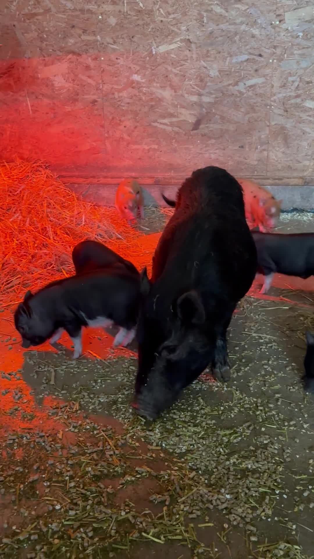Pig livestock for sale: Miniature American/Swedish pigs  - Video 2