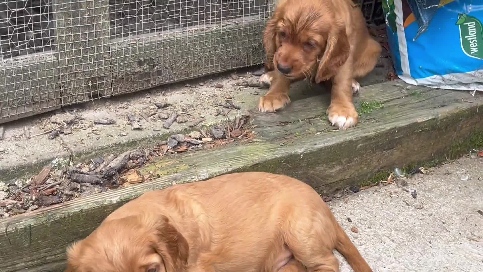 Cocker Spaniel dogs for sale: Health tested cocker spaniel pups - Video 3