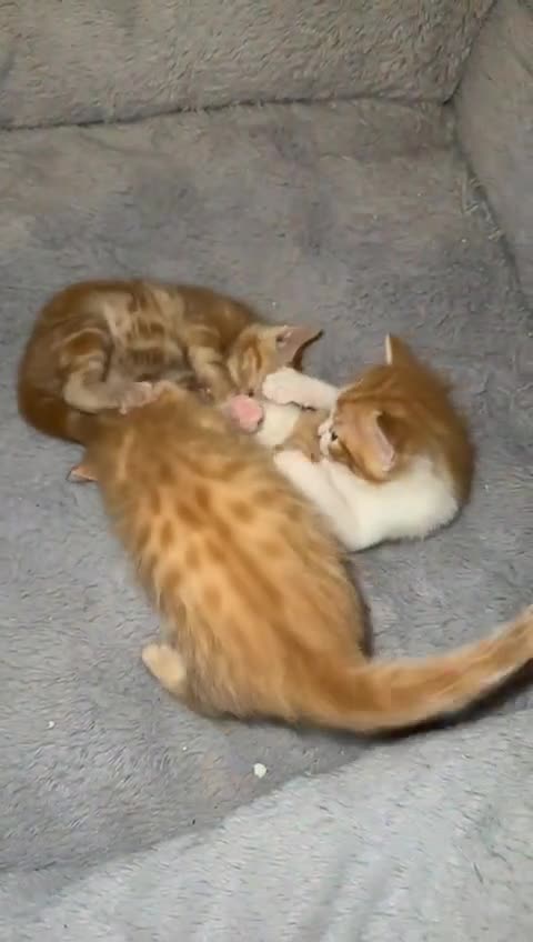 Mixed Breed cats for sale: Kittens For Sale 🐱❤️ - Video 2