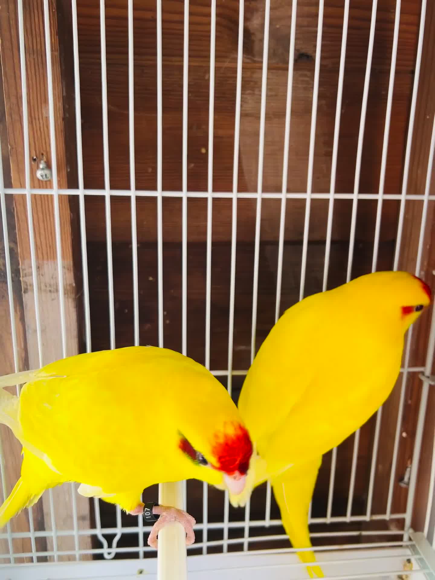 Parakeets birds for sale: Breeding pair buttercup Kakrikis  - Video 1