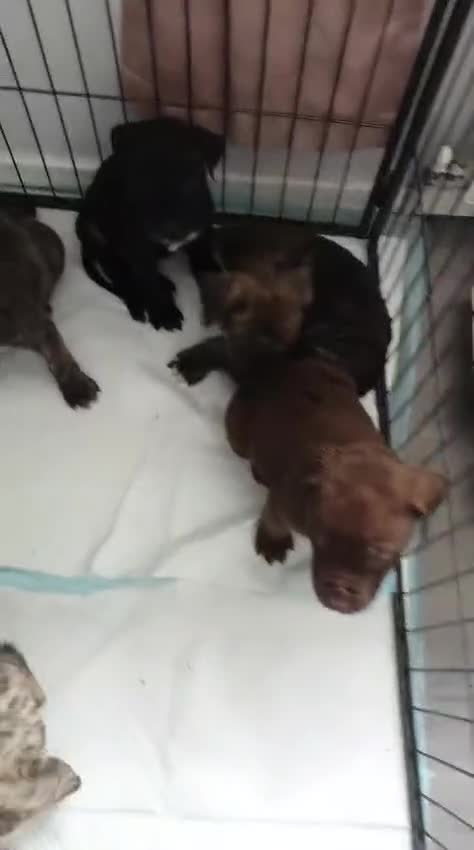 Mixed Breed dogs for sale: Pure Pressa canario x pure American bully pups  - Video 1
