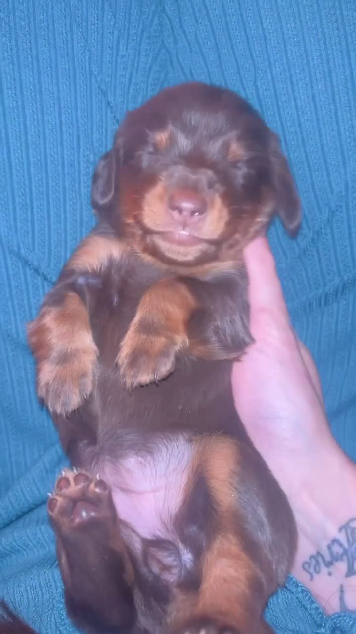 Miniature Dachshund dogs for sale: Miniature dachshund puppies - Video 1