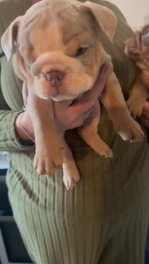 English Bulldog dogs for sale:  🔥TOP BLOOD LINES 🔥 ENGLISH BULLDOGS  - Video 1