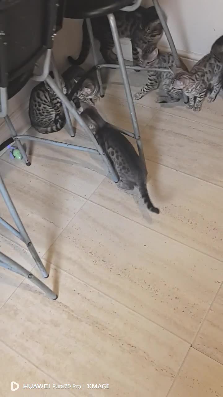 Bengal cats for sale: Purebred Silver and Snow bengals babies.  - Video 1