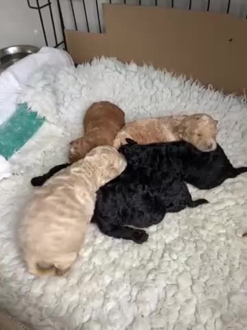 Toy Poodle dogs for sale: Stunning Toy Poodles - Video 1