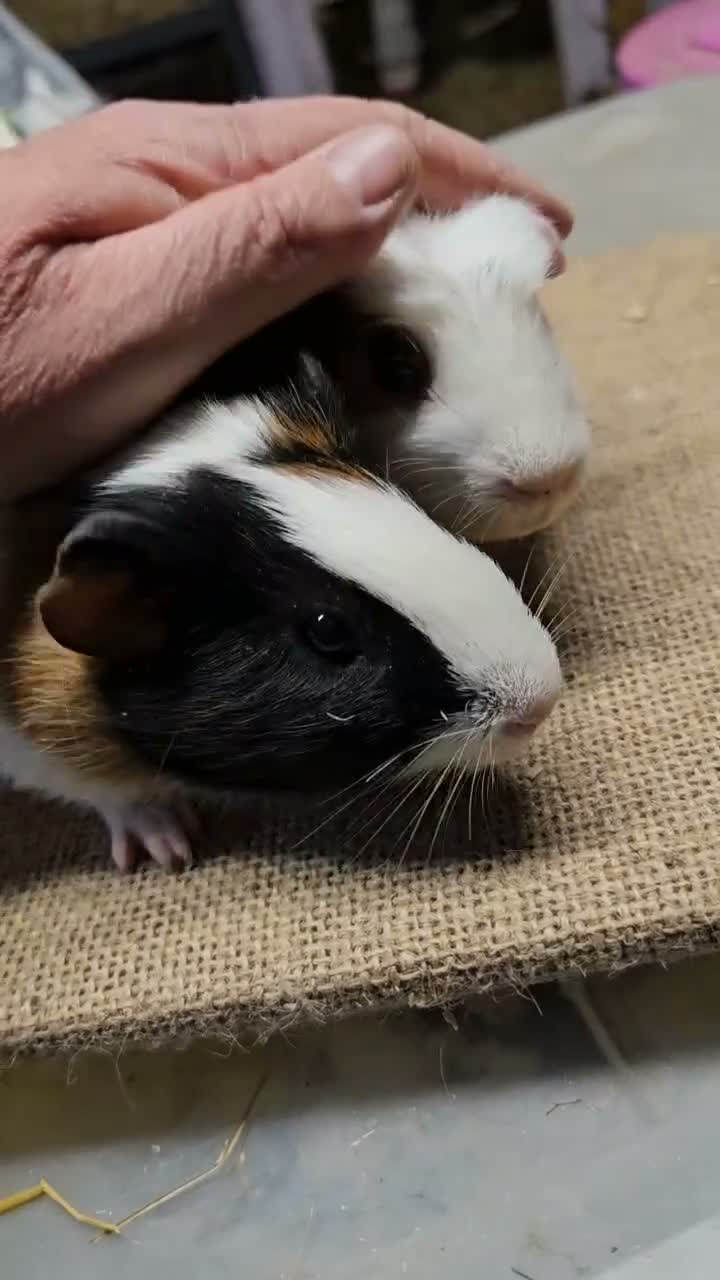 Guinea Pig rodents for sale: Beautiful well handled baby boys guinea pigs  - Video 5