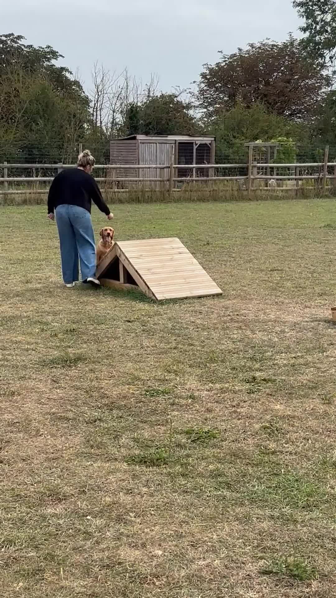 Mixed Breed dogs for sale: Red Fox Lab - Video 3