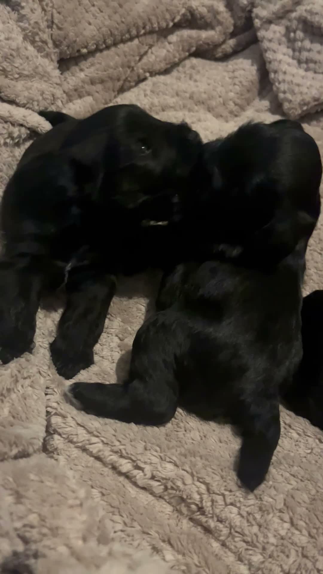 Miniature Schnauzer dogs for sale: KC Miniature Schnauzer Puppies 3 Boys Available 🐾 - Video 2