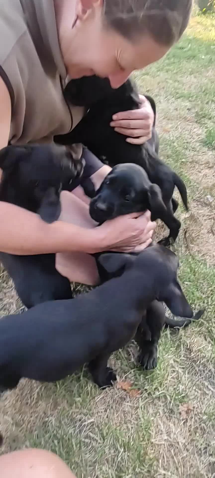 Labrador Retriever dogs for sale: Gorgeous KC registered Labrador puppies  in Norwich - Video 1