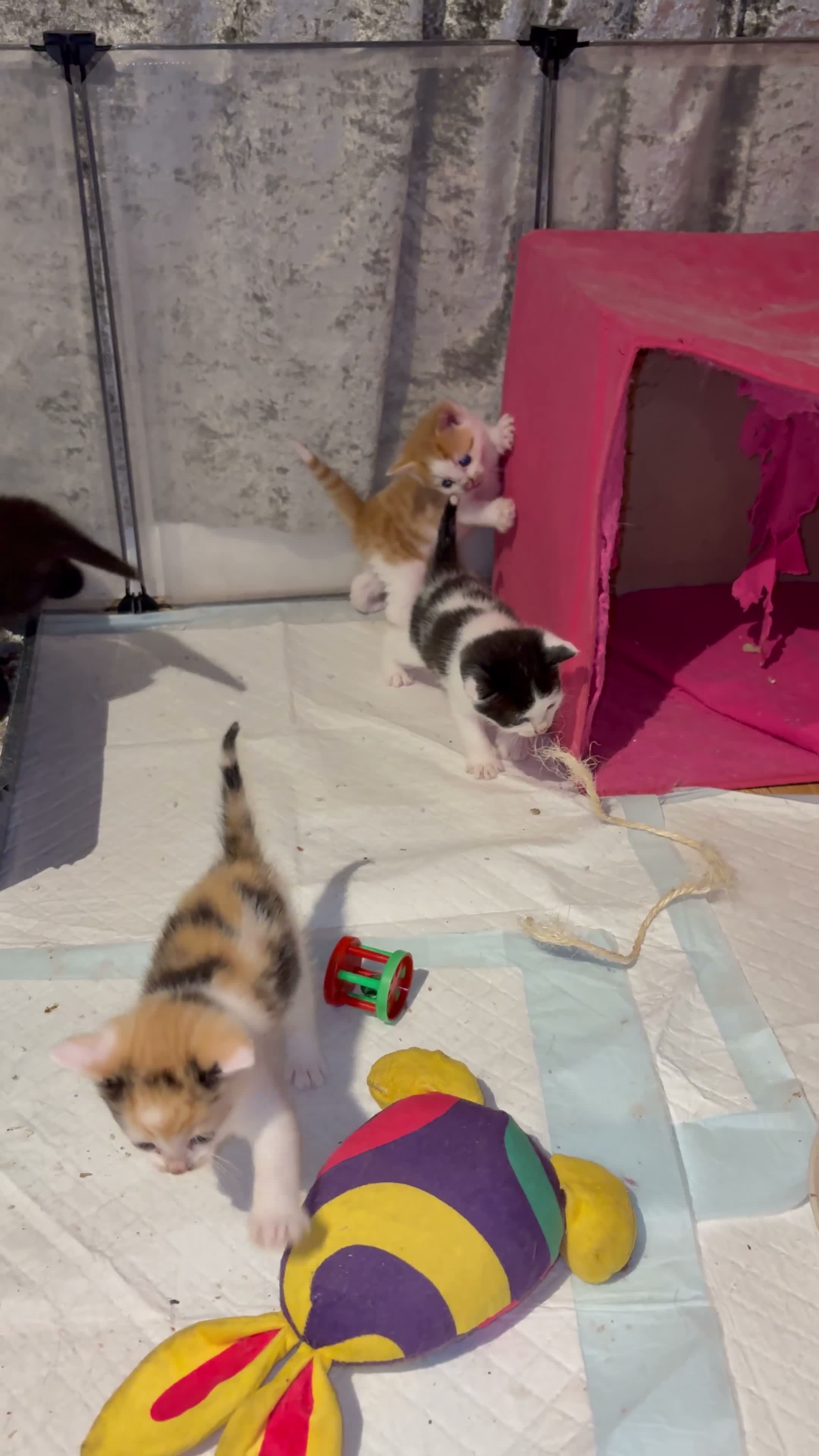 Mixed Breed cats for sale: READY TO LEAVE *2left* Part ragdoll kittens  - Video 2
