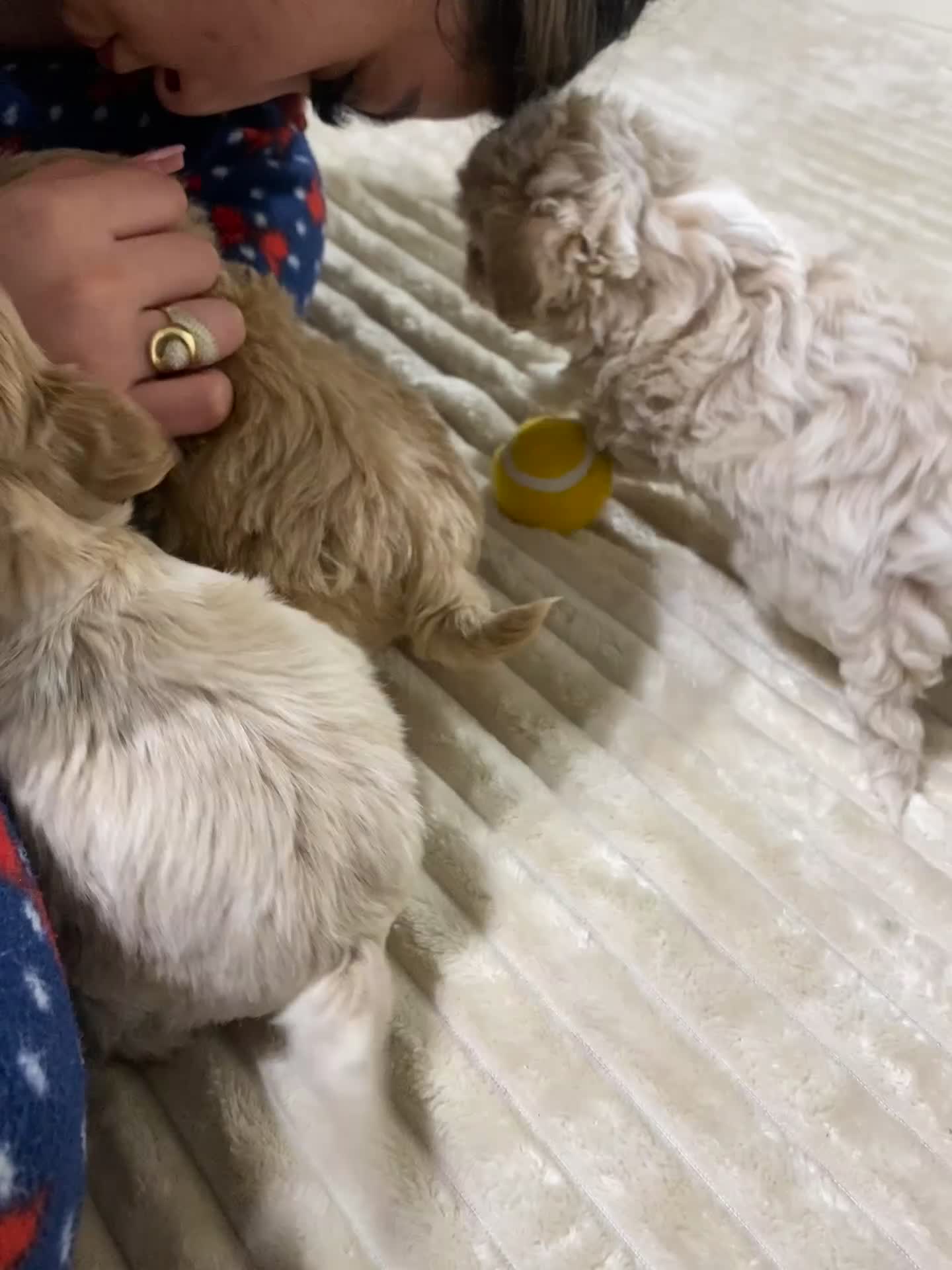 Maltipoo dogs for sale: 🩷3 Gorgeous Maltipoo Puppies🩷 - Video 2