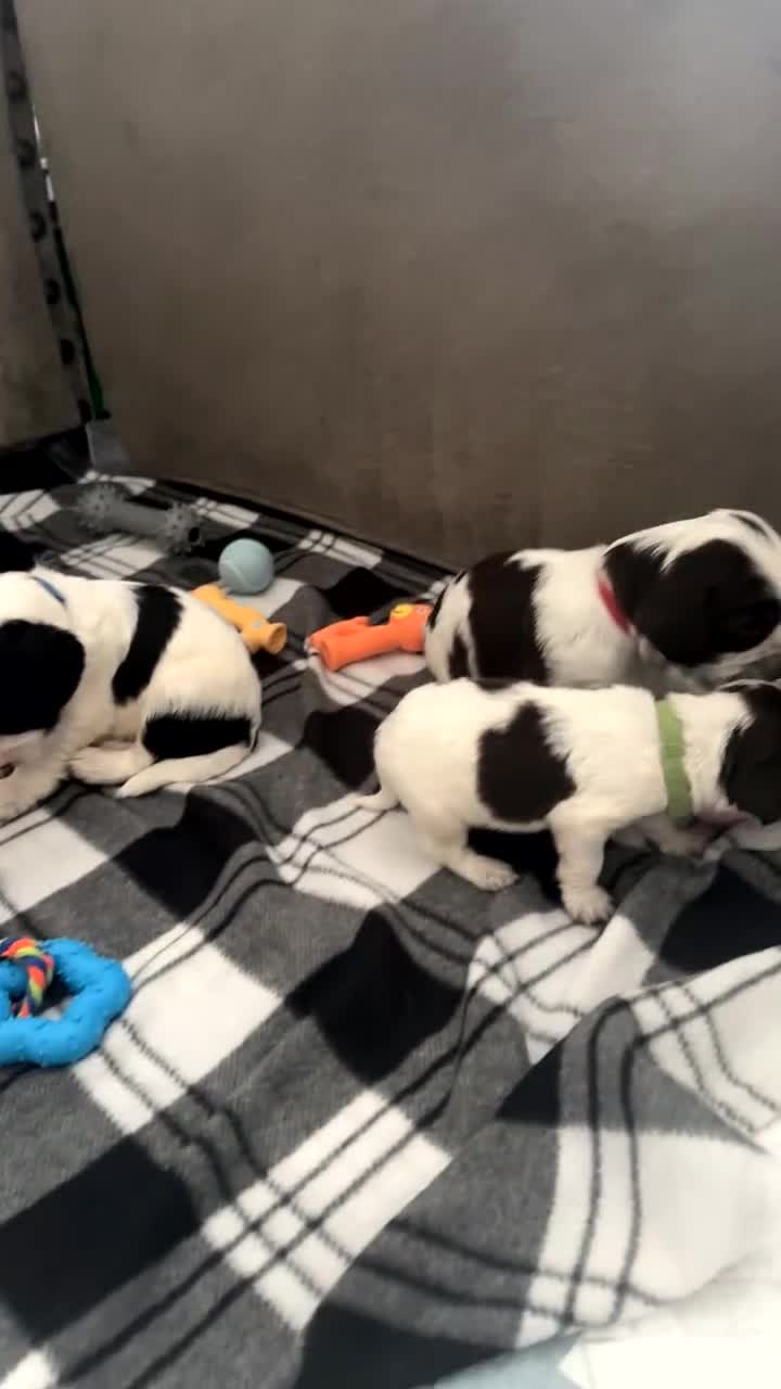 Sprocker dogs for sale: Beautiful Sprocker puppies for sale - Video 3
