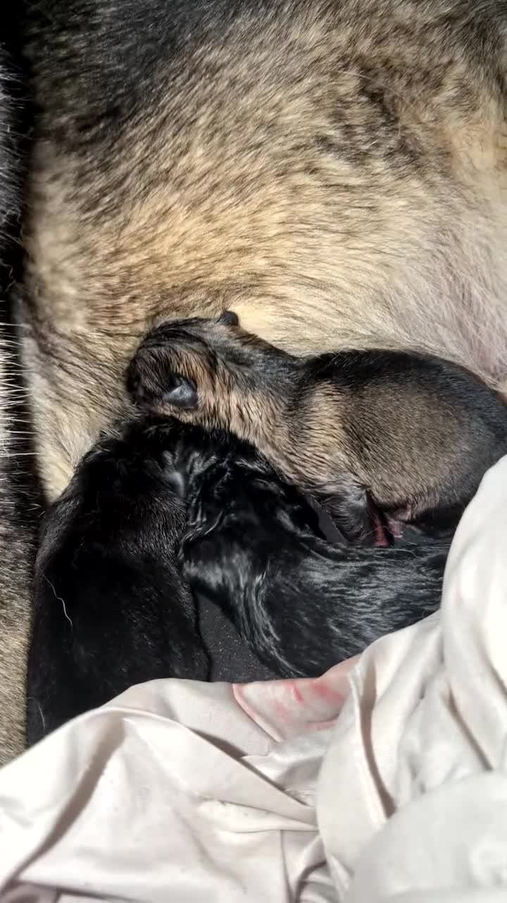 German Shepherd dogs for sale: German shepherd puppies in Sheffield - Video 1