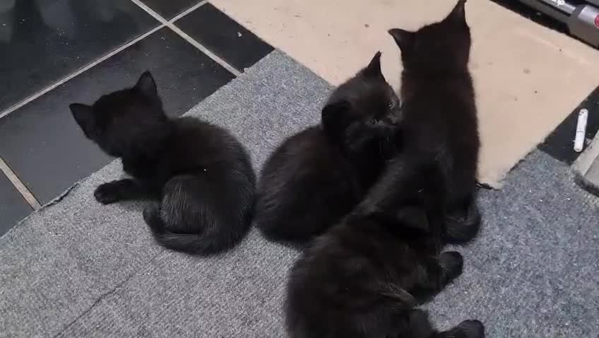 British Shorthair cats for sale: A beautiful litter of 4 kittens - Video 1
