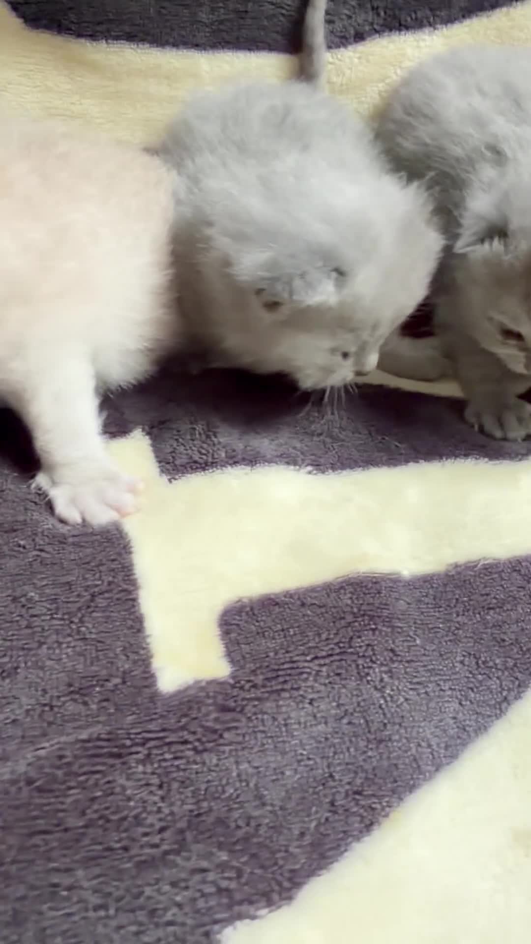 British Shorthair cats for sale: Gorgeous British Shorthairs  - Video 1
