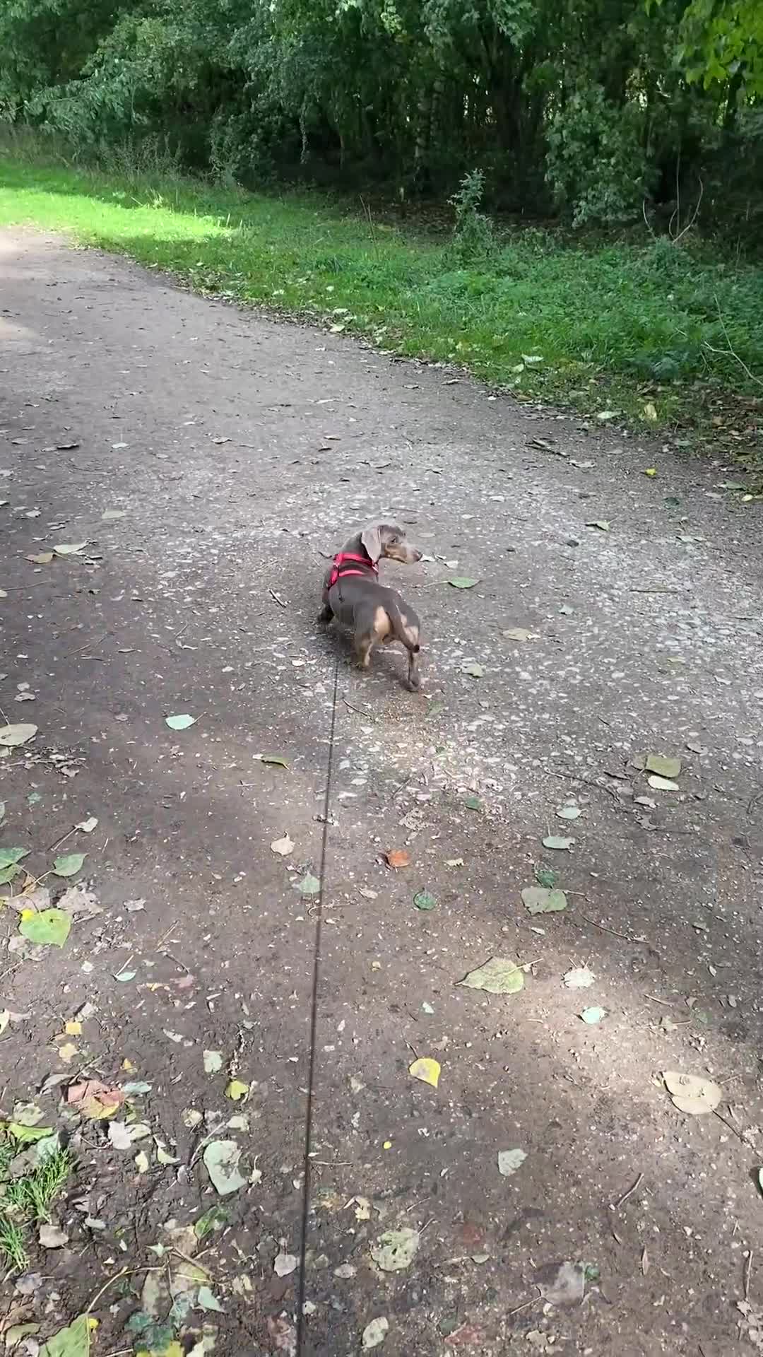 Dachshund dogs for stud: My boy Toby for stud  - Video 1
