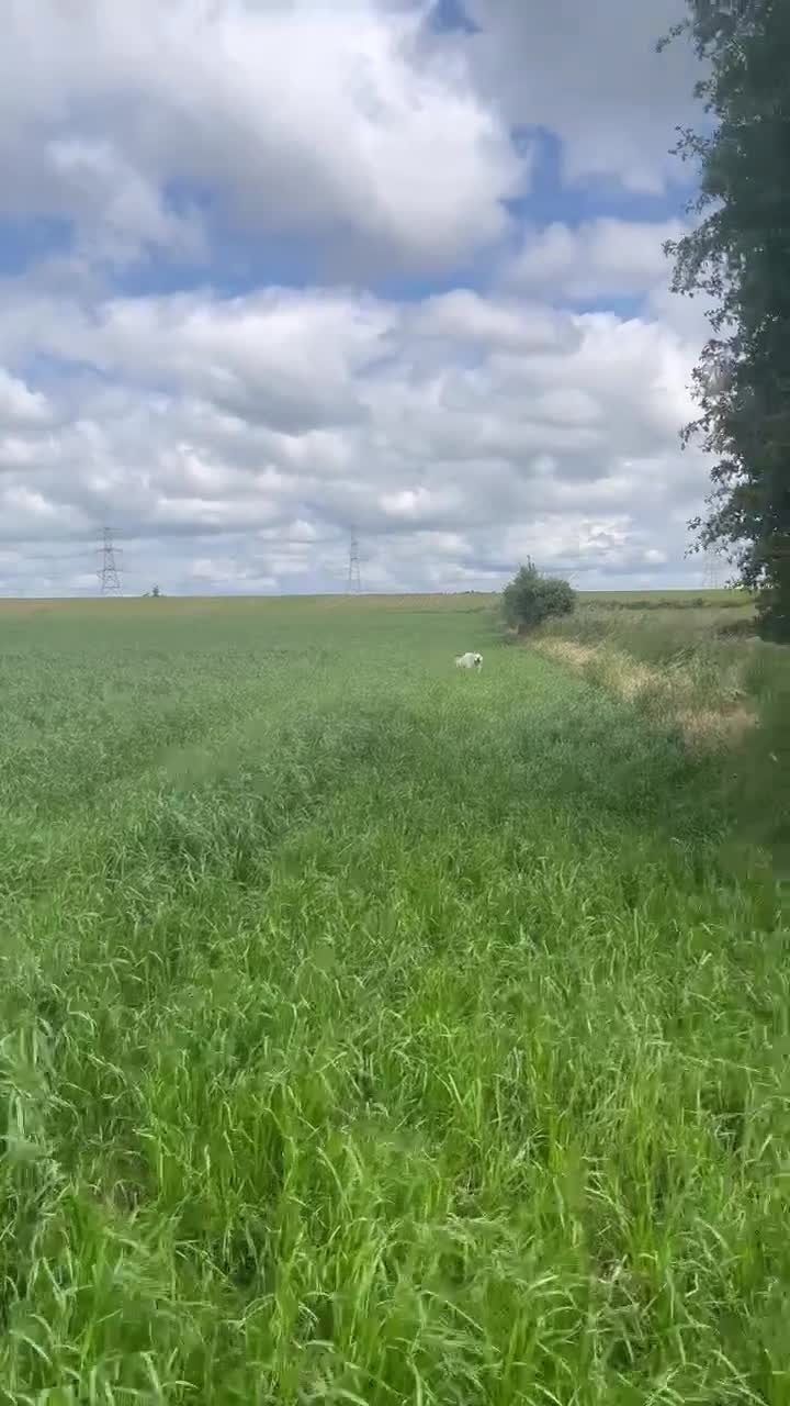 Golden Retriever dogs for stud: Handsome k.c Registered Golden retriever For Stud  in Knottingley - Video 2
