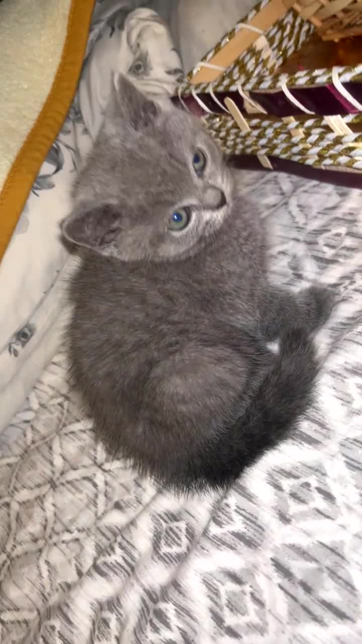 British Shorthair cats for sale: british shorthair kitten  in Bradford - Video 2