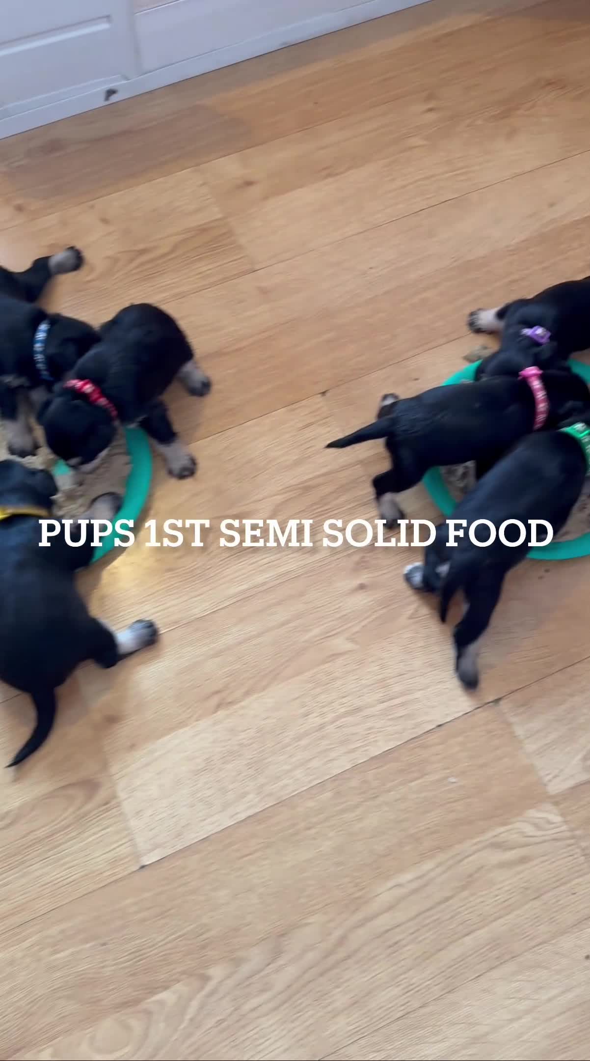 Miniature Schnauzer dogs for sale: Adorable Black & silver miniature schnauzers  - Video 1