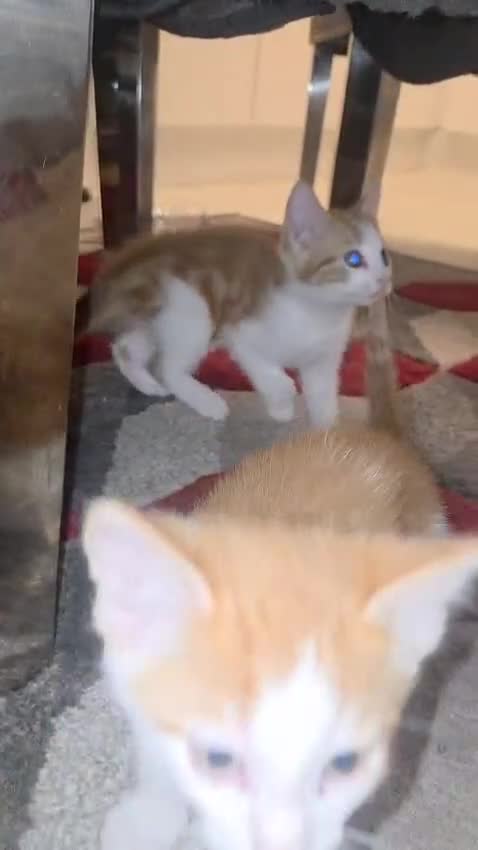 Mixed Breed cats for sale: 🐾 Adorable Kittens Looking 4 Their Forever Homes  in Coulsdon - Video 2