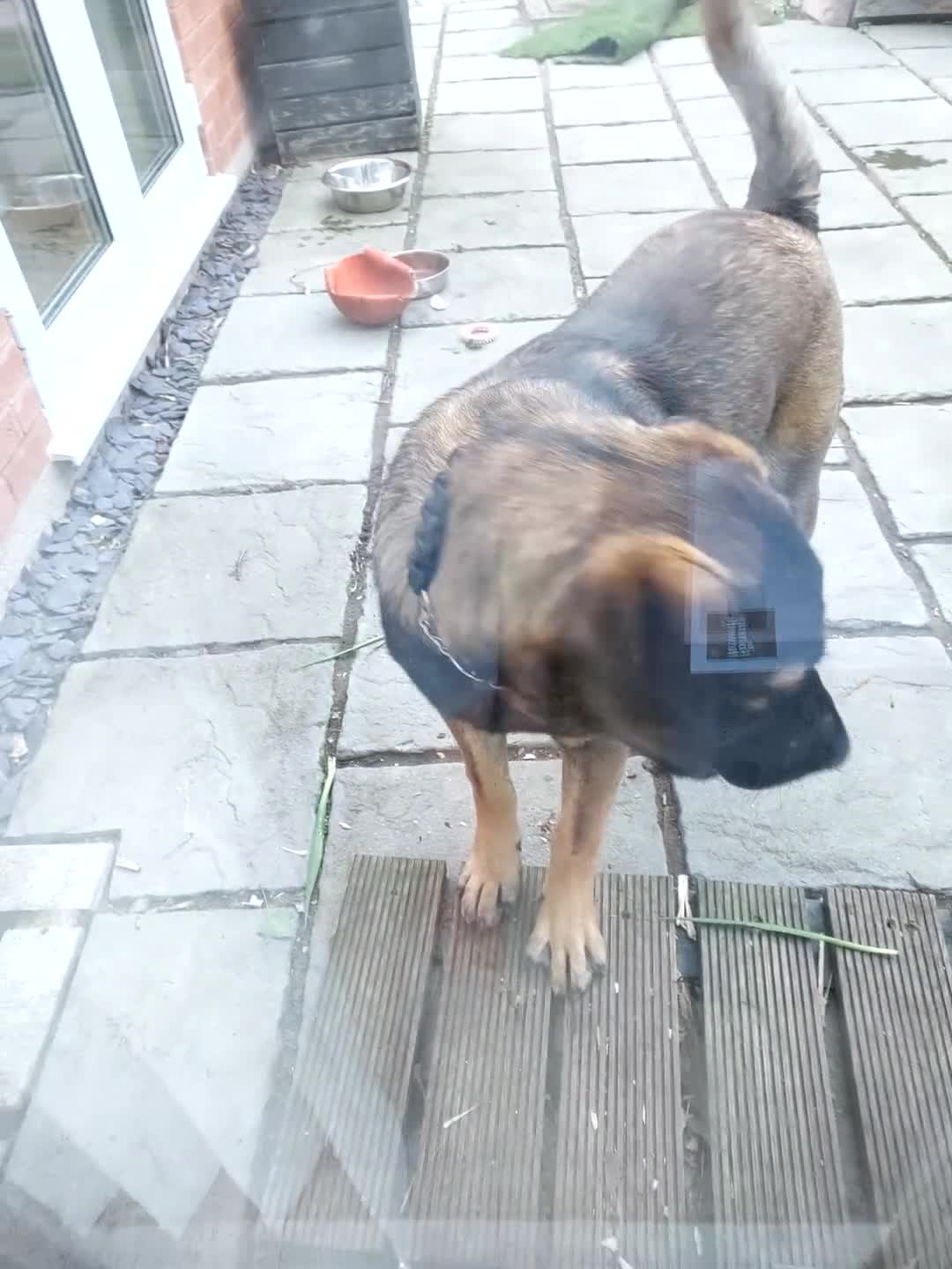 Mixed Breed dogs for sale: Mix breed  - Video 1