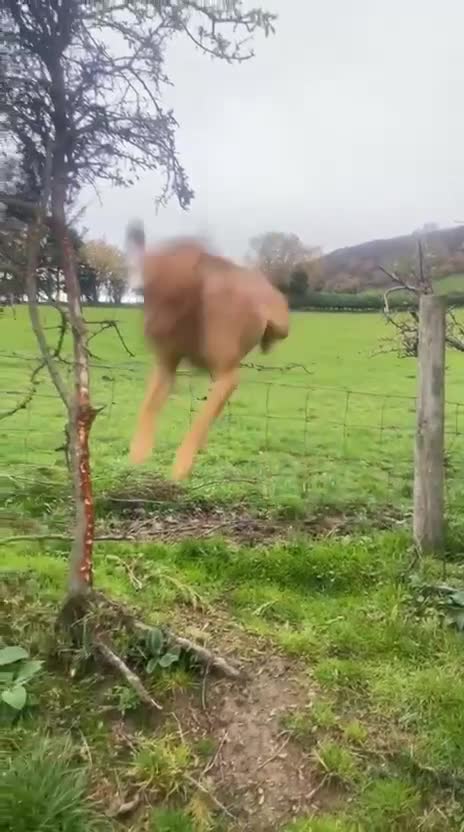 Labrador Retriever dogs for sale: Stunning litter of 9 pups - Video 1