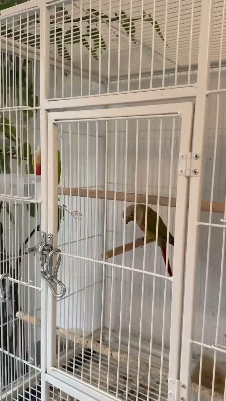 Mixed Breed birds for sale: Birds - conures and canaries  - Video 2